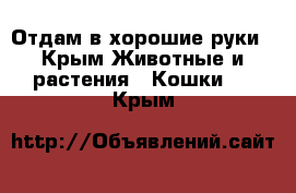 Отдам в хорошие руки - Крым Животные и растения » Кошки   . Крым